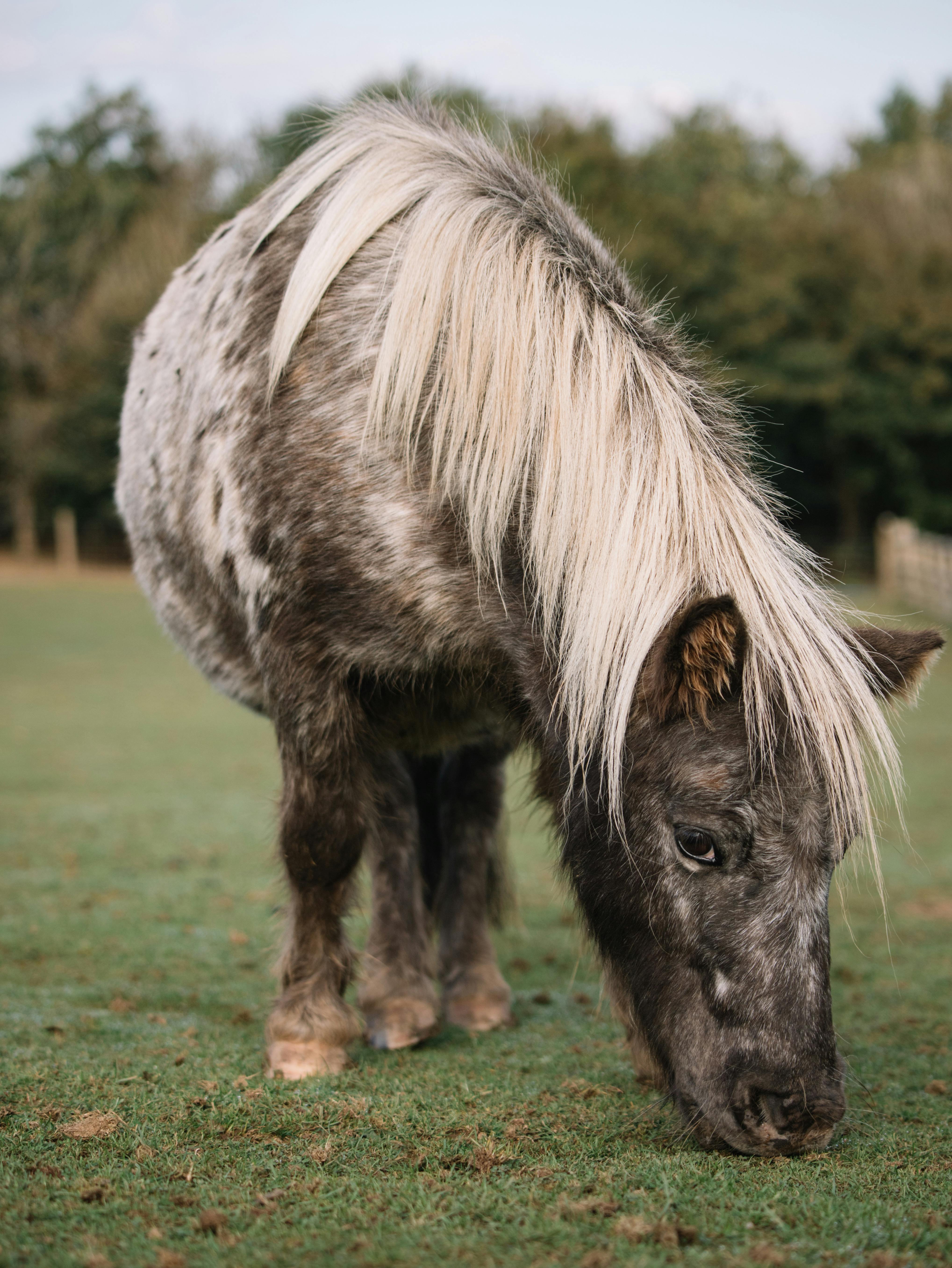 photograph of grazing horse