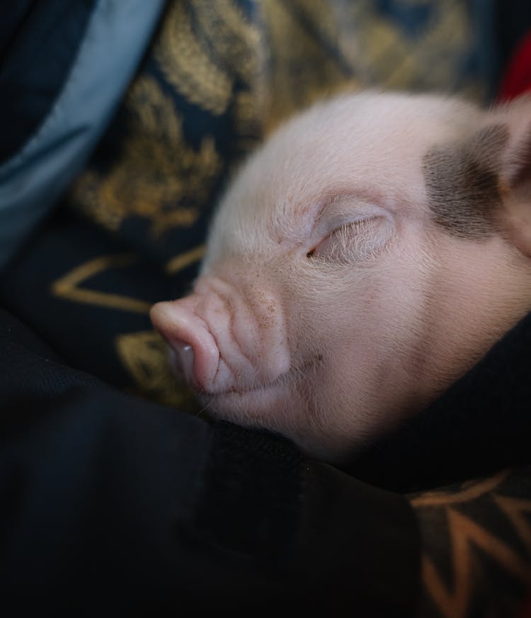 Clos-up Shot Of A Piglet Sleeping