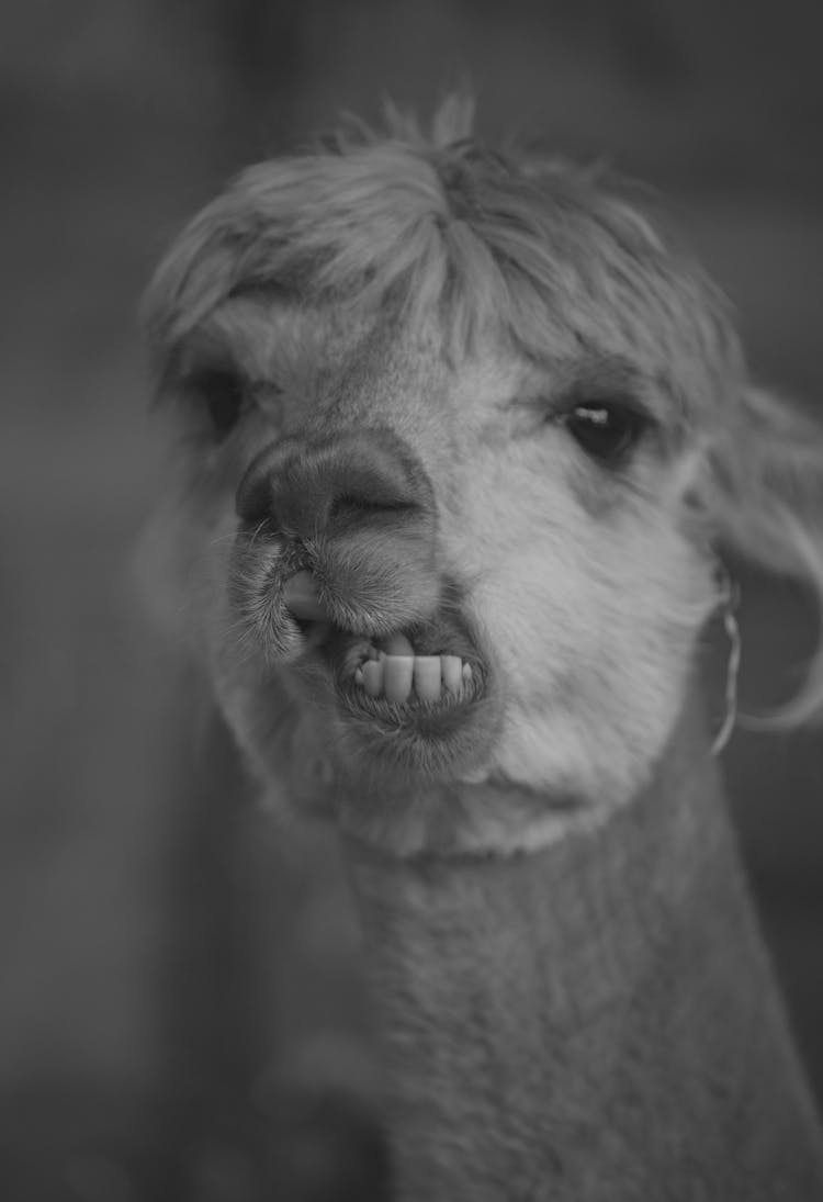 Black And White Headshot Of Llama