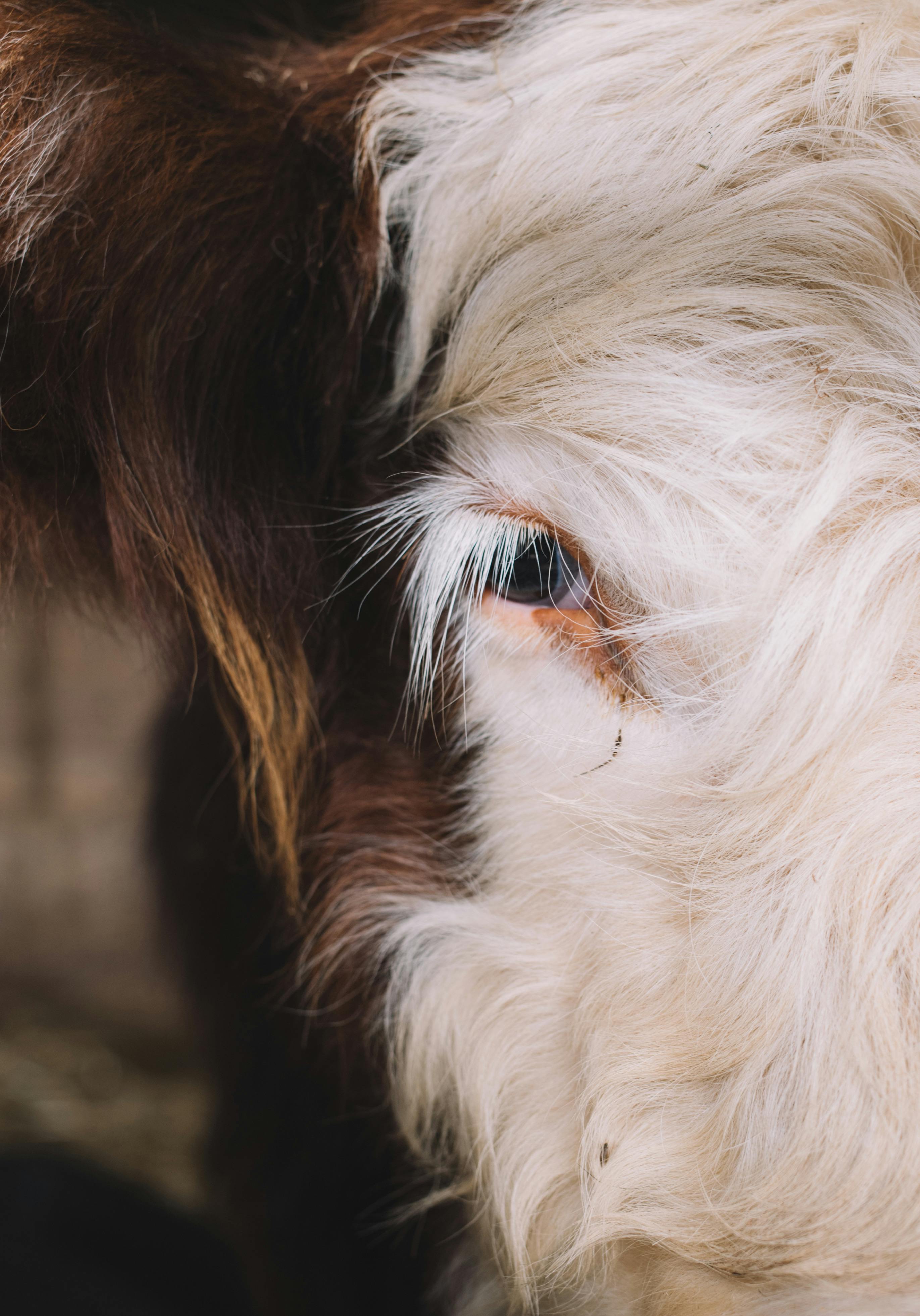 close up of eye of cow