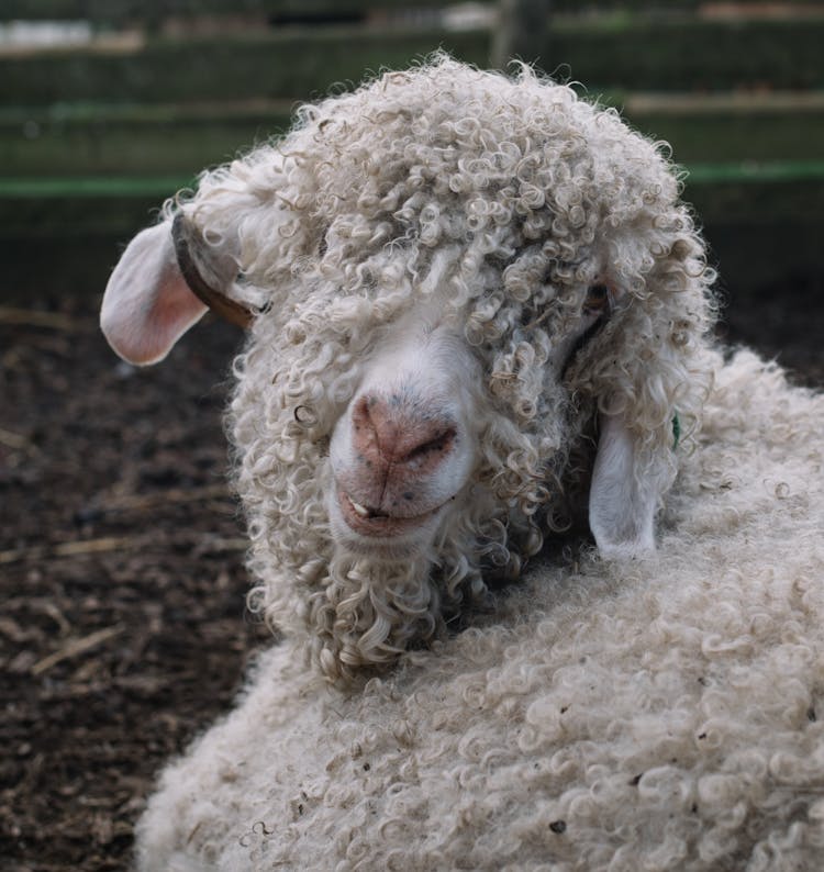 White Sheep Looking At Camera