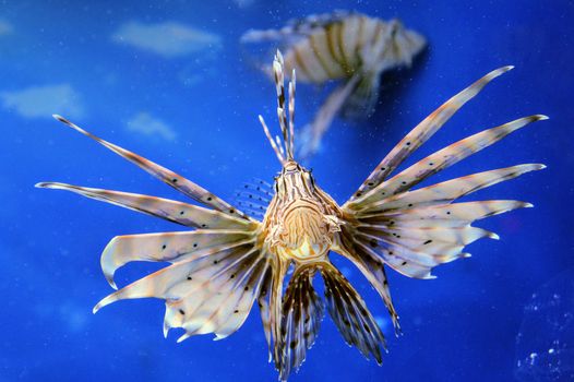 Close-up of a lionfish swimming gracefully with vibrant fins in a serene blue ocean environment.