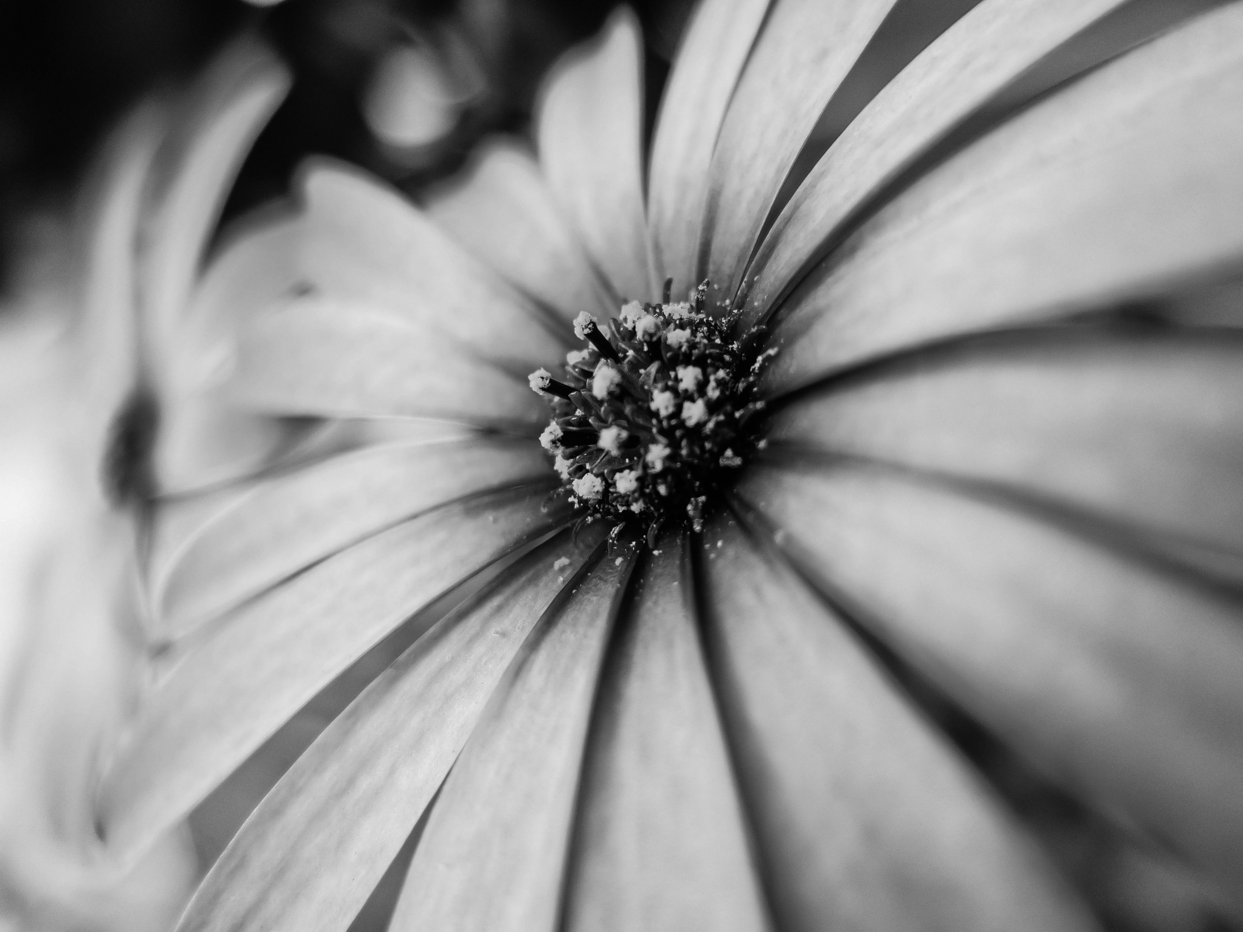Delicate black and white close-up of a flower, highlighting the petals and details.