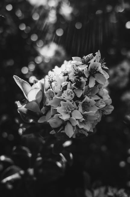 Grayscale Photo of Flower With Black Background · Free Stock Photo
