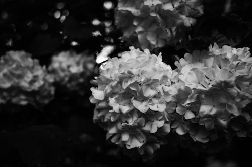 Black and White Photograph of Hydrangea Flowers 