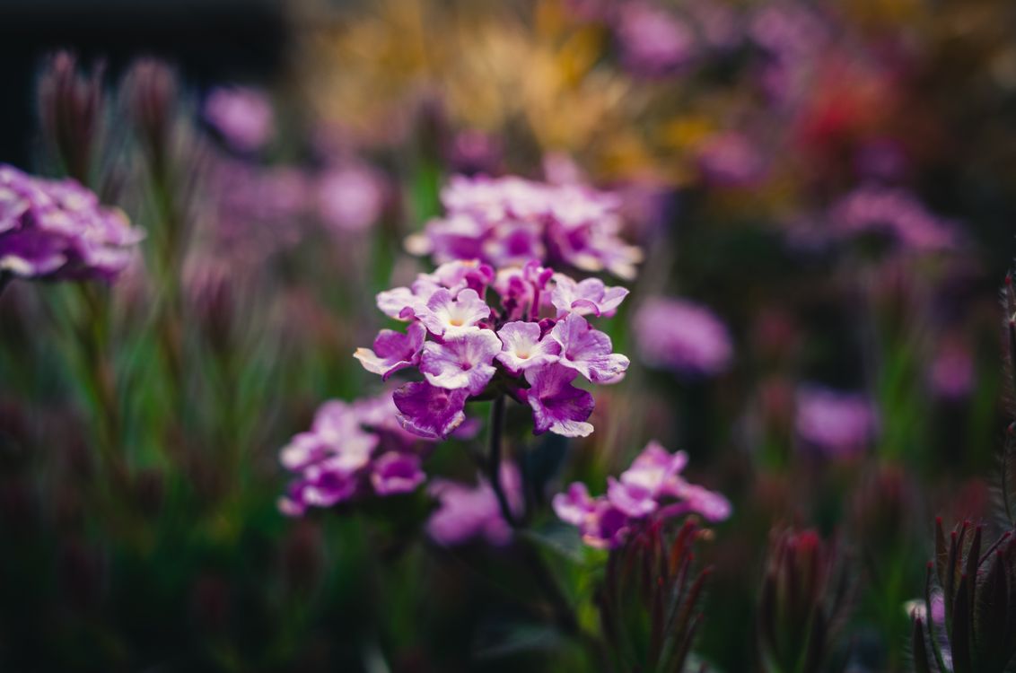 Photo Bloom A Close-up Shot of a Flowers in Bloom · Free Stock Photo