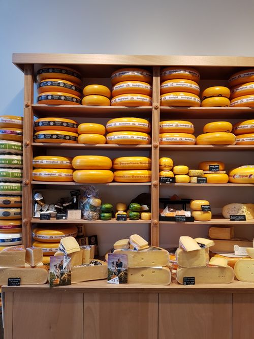 Free Showcase of a variety of cheeses on wooden shelves in a Dutch shop. Stock Photo