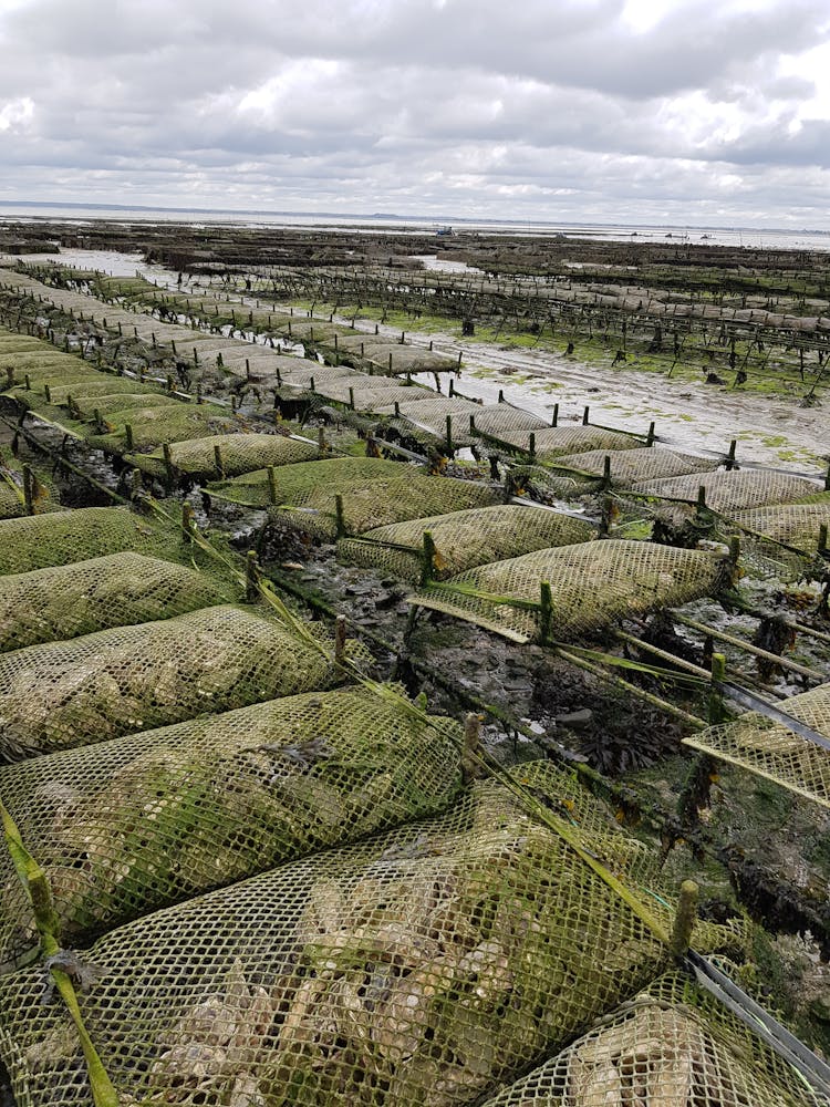 View Of An Oyster Farm