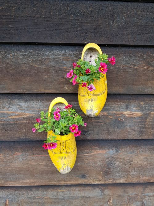 Free Bright pink flowers blooming in traditional Dutch clogs hanging on a rustic wooden wall, showcasing unique eco-friendly decor. Stock Photo