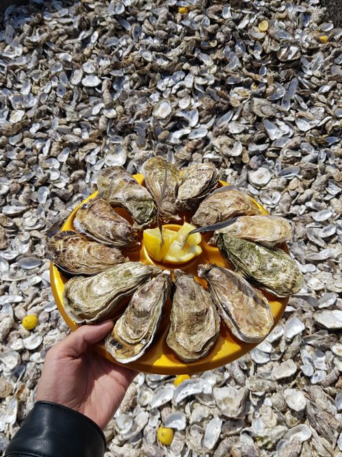 Free A hand holds a plate of fresh oysters and lemon against a background of oyster shells. Stock Photo