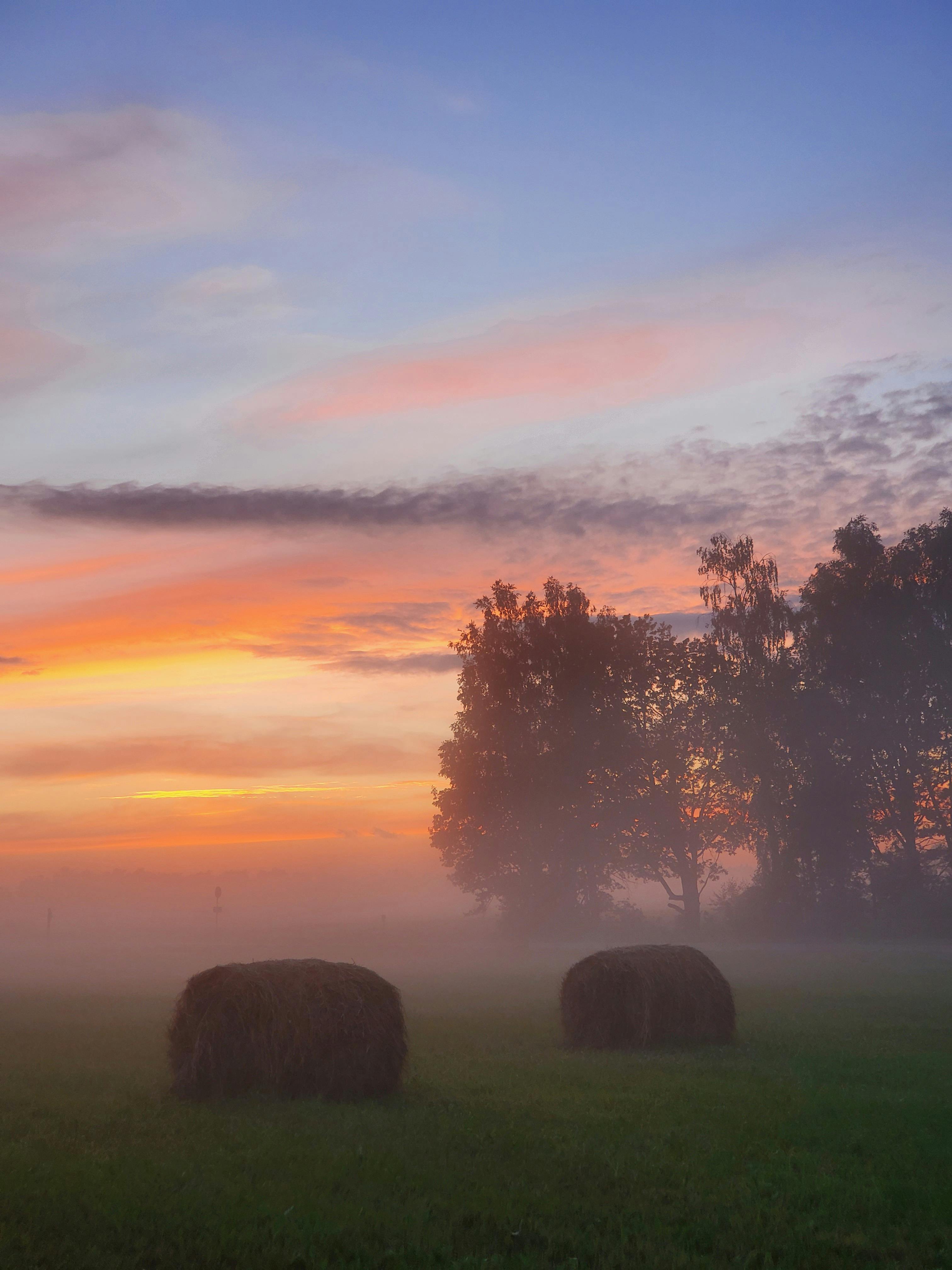 trees on the field during sunset