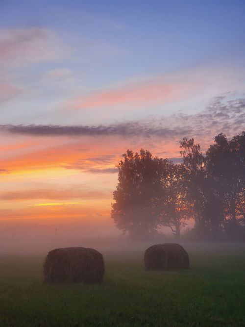 Free A serene sunrise with hay bales in a misty field capturing the natural beauty. Stock Photo