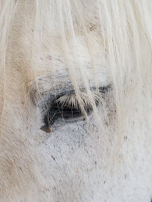 Ingyenes stockfotó állat, emlős, fehér ló témában Stockfotó
