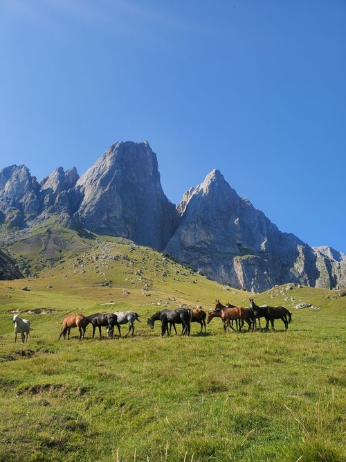Free Vibrant herd of horses grazing on a lush meadow with stunning mountain backdrop under clear blue skies. Stock Photo