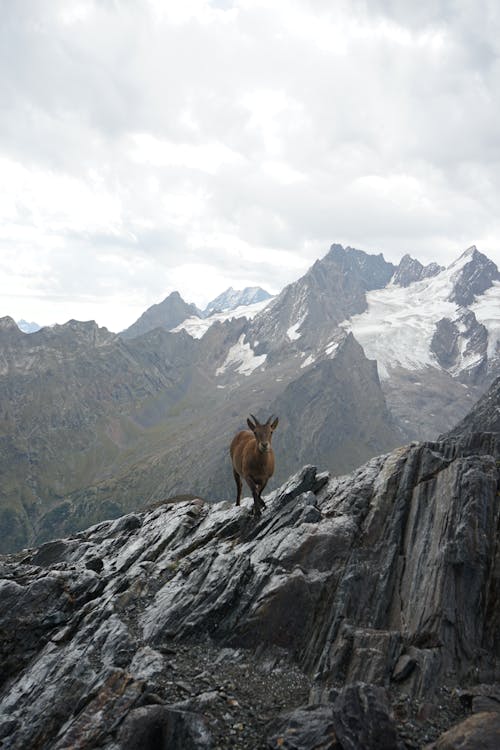 동물, 바위, 산의 무료 스톡 사진