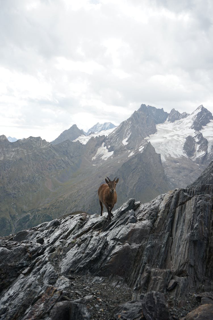 Photo Of A Brown Alpine Ibex On Gray Rocks