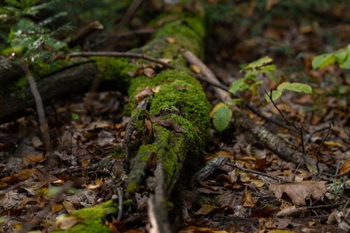 Free Close-up of a mossy log surrounded by brown, fallen leaves in a forest. Stock Photo