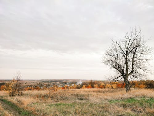 Darmowe zdjęcie z galerii z bezlistne drzewo, drzewo, krajobraz