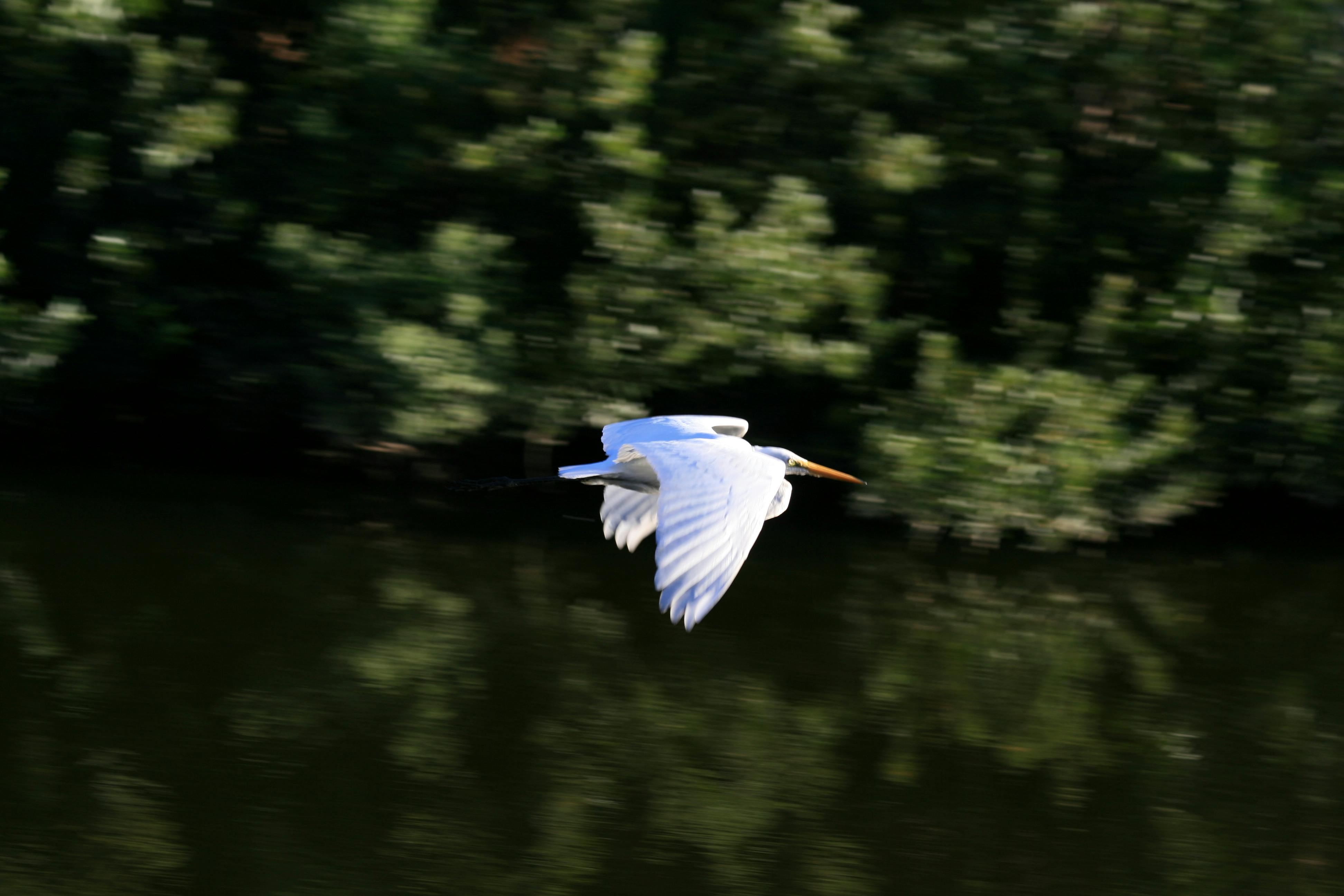Free stock photo of bird, egret, flying