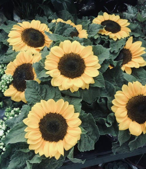 Free Sunflowers in Bloom Stock Photo