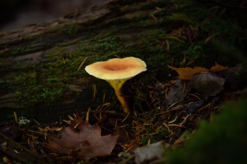 False Chanterelles Mushroom on the Ground