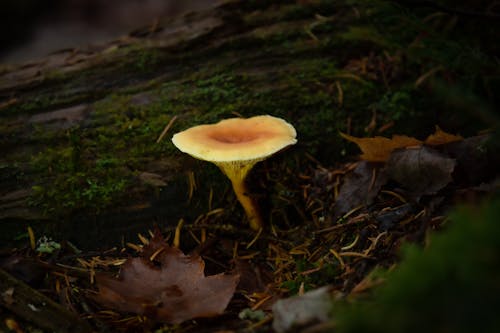 Kostenloses Stock Foto zu boden, essbar pilz, falscher pfifferling