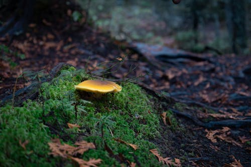 Gratis lagerfoto af grøn mos, hakket, paddehat