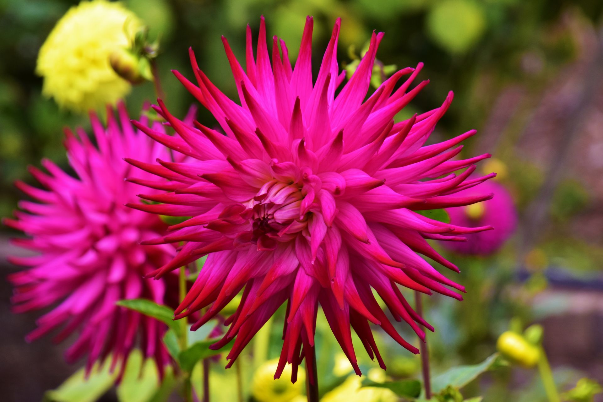 A vibrant fuchsia dahlia flower blooming in full splendor against a lush garden backdrop.