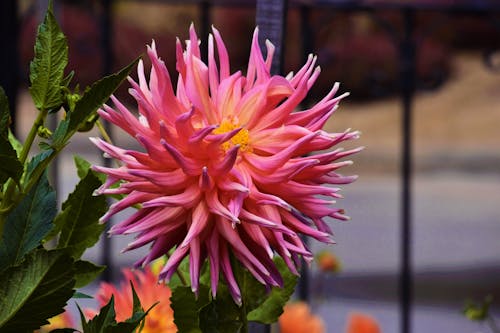 Free Close-Up Shot of a Pink Dahlia in Bloom Stock Photo