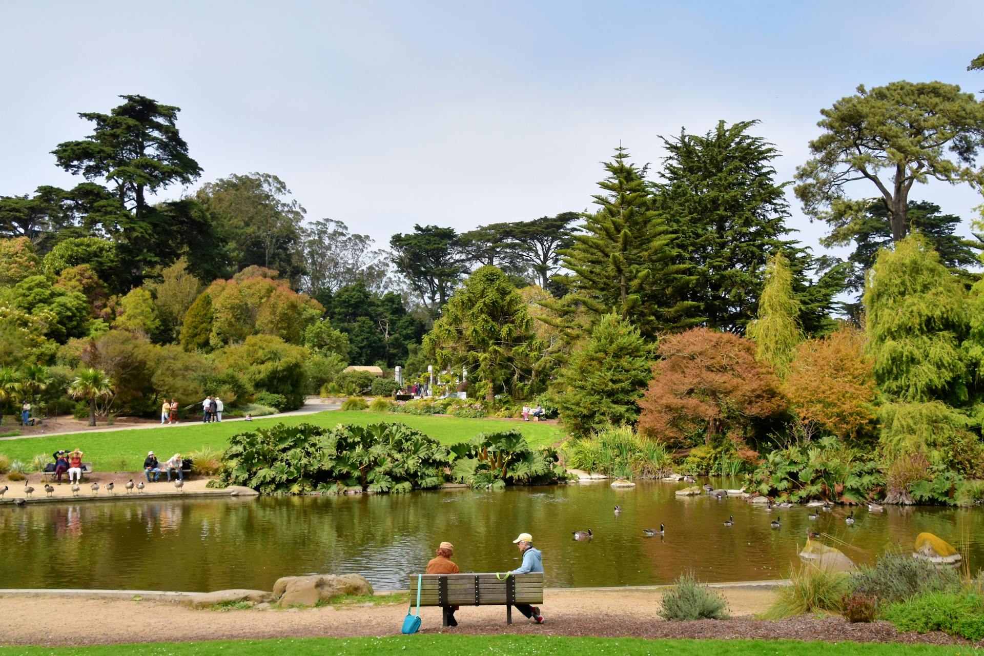 Serene summer day at Golden Gate Park, San Francisco, with people enjoying nature by the lake.