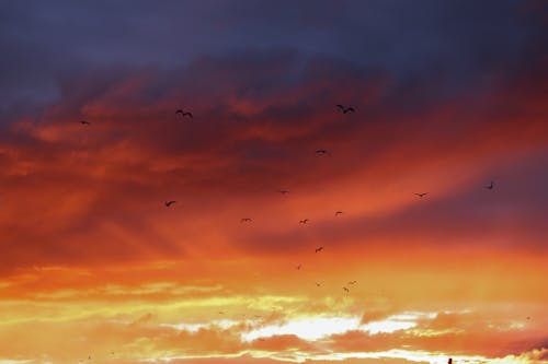 Free stock photo of beautiful sunset, colour, fall