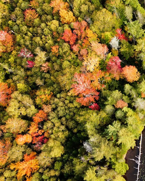Základová fotografie zdarma na téma barvy, les, letecký pohled