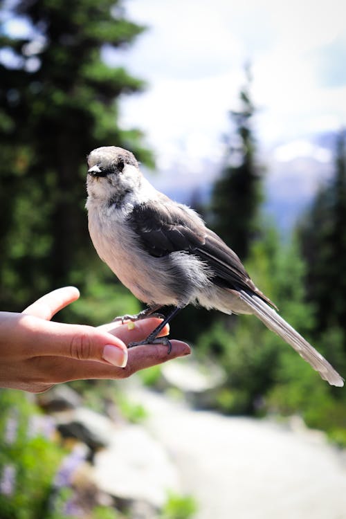 Close-Up Shot of a Person Holding a Passerine Bird