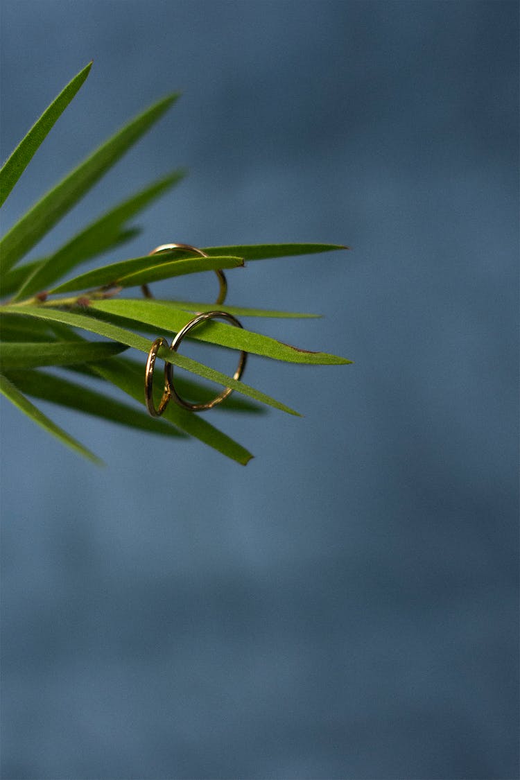 Close-Up View Of Piercings On Needle Leaf