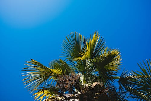 棕榈叶的低角度摄影