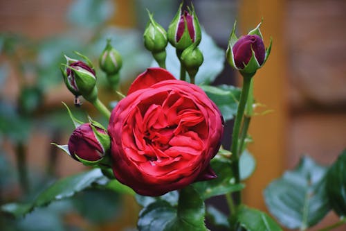 꽃이 피는, 꽃잎, 빨간 장미의 무료 스톡 사진