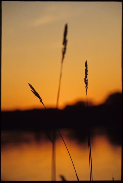 Kostenloses Stock Foto zu goldene stunde, gras, silhouetten