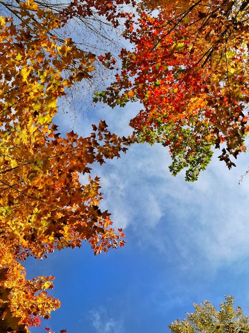 Foto d'estoc gratuïta de Acció de gràcies, caminar al bosc, cel blau