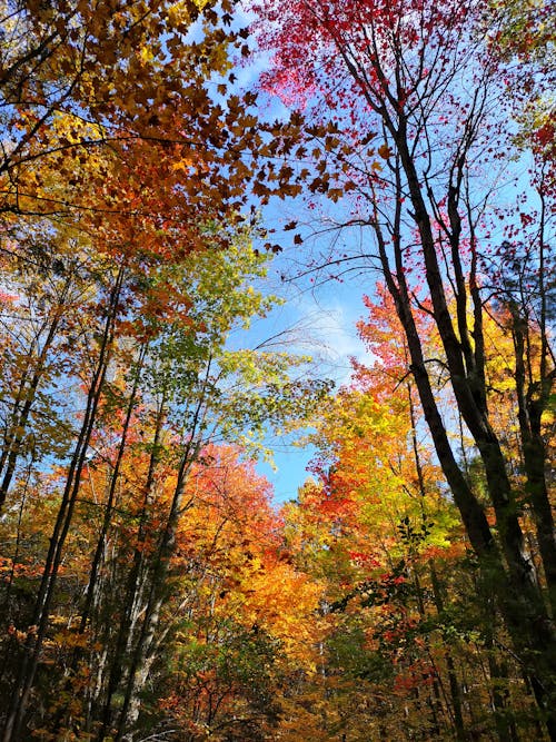 Foto d'estoc gratuïta de arbres, bosc, bosc de tardor