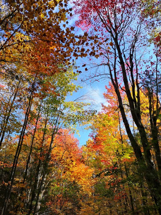 Free stock photo of autumn colors, autumn forest, autumn leaves