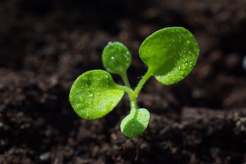 Free stock photo of drops, flower, green