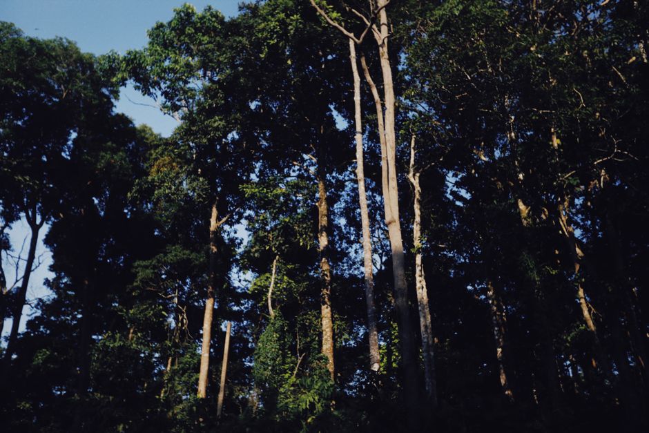 Menjelajahi Rimba Seirampah: Trekking Menantang di Hutan Tropis