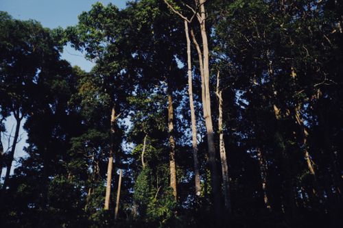 Free Tall trees in a dense forest canopy with sunlight filtering through, creating a serene natural scene. Stock Photo