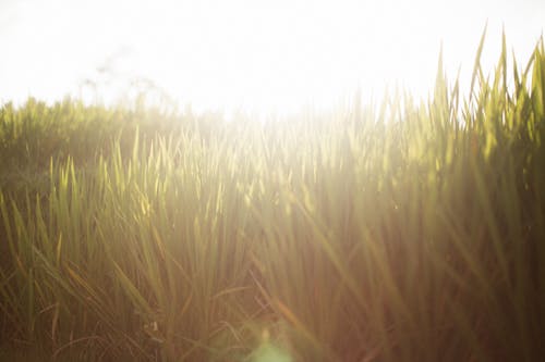 Imagine de stoc gratuită din câmp, iarbă, lumina soarelui