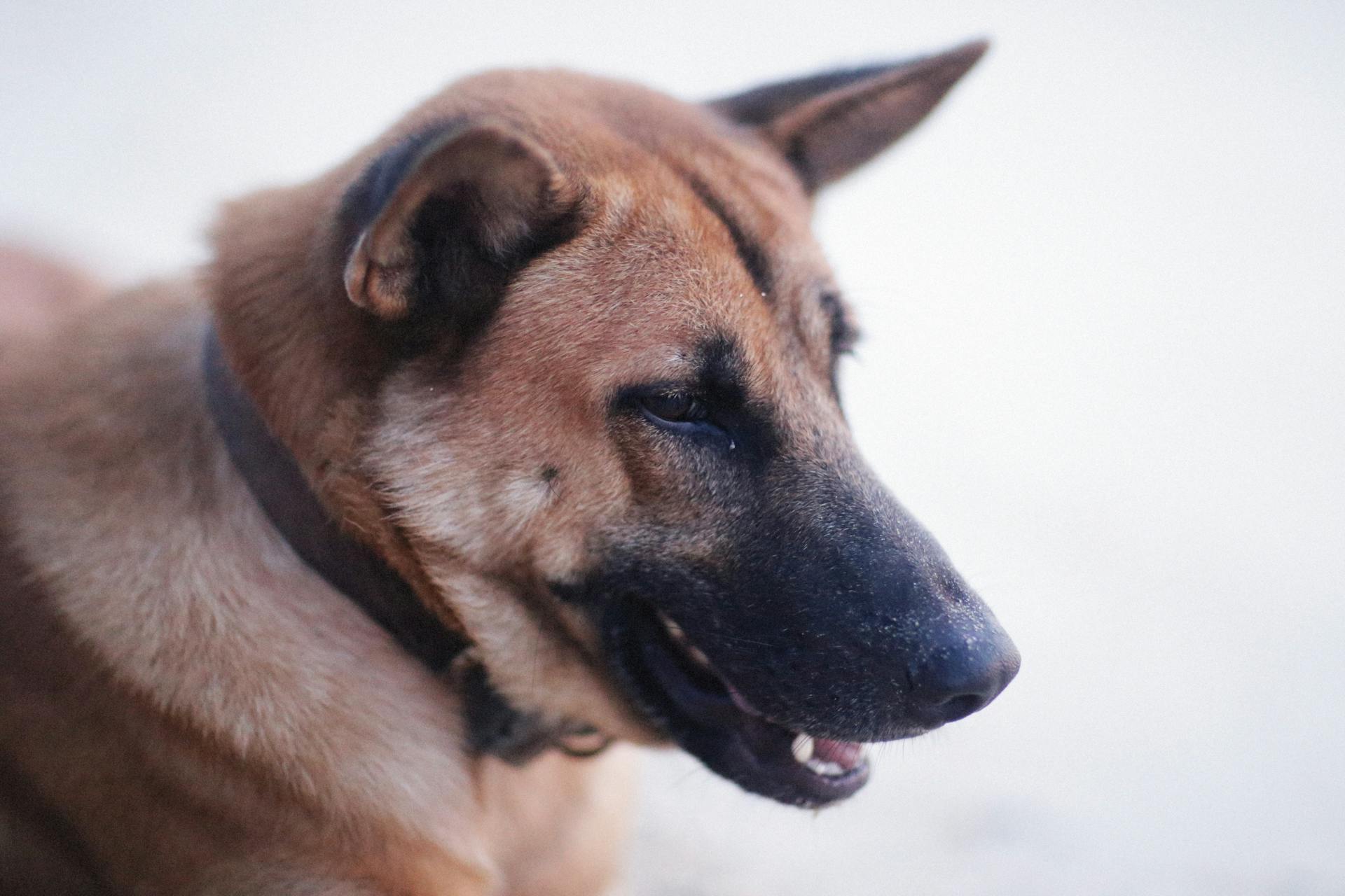 Närbild på en schäferhund