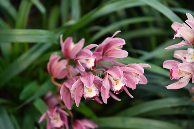 Branch Of Pink Orchid Flower