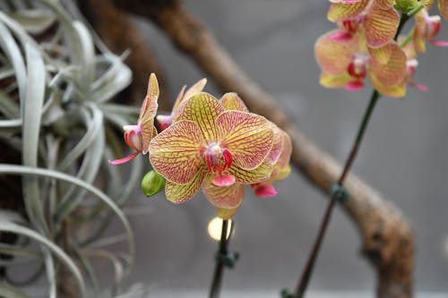 Free Close-Up Shot of Yellow Moth Orchids in Bloom Stock Photo