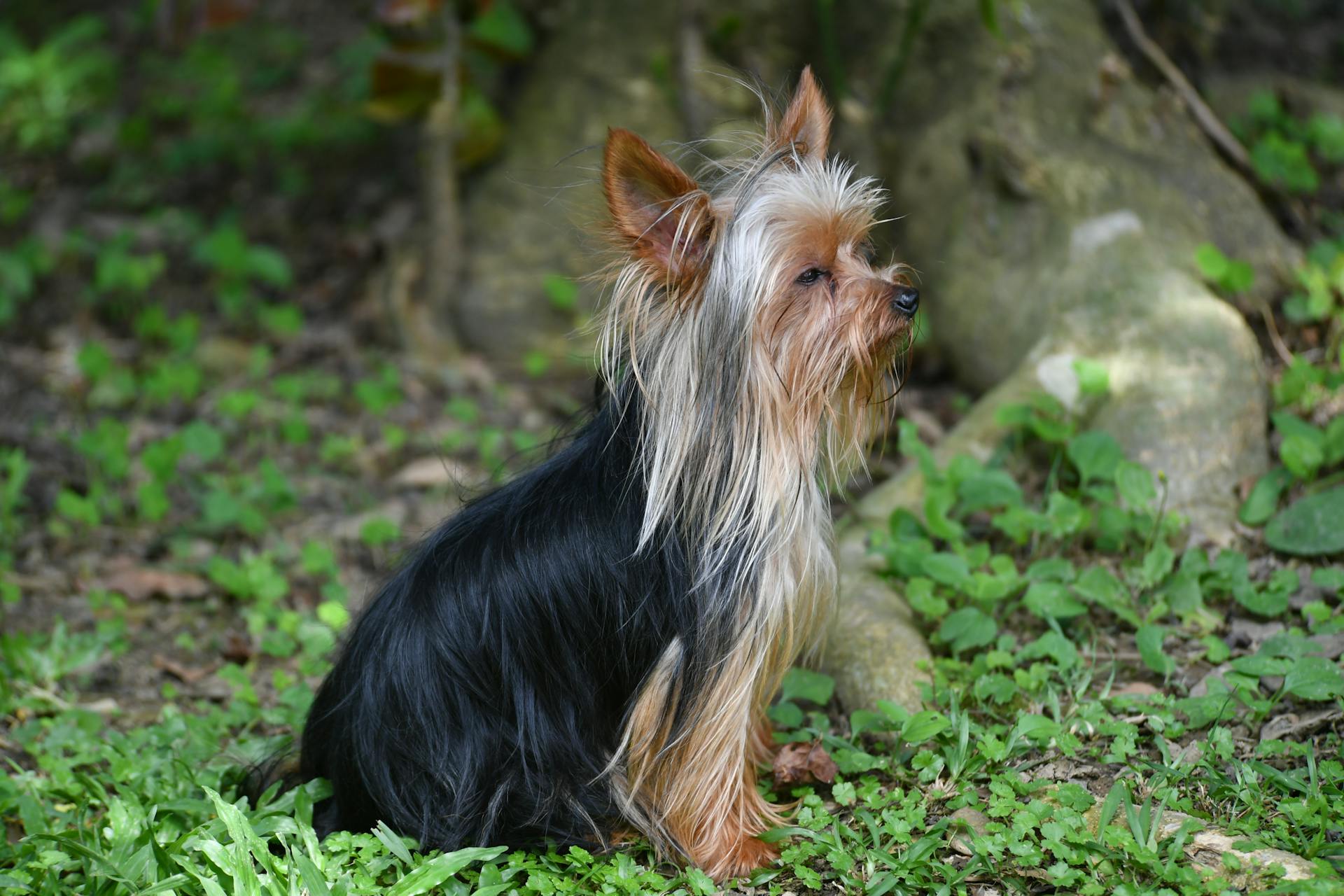 Yorkshire terrierhundar utomhus