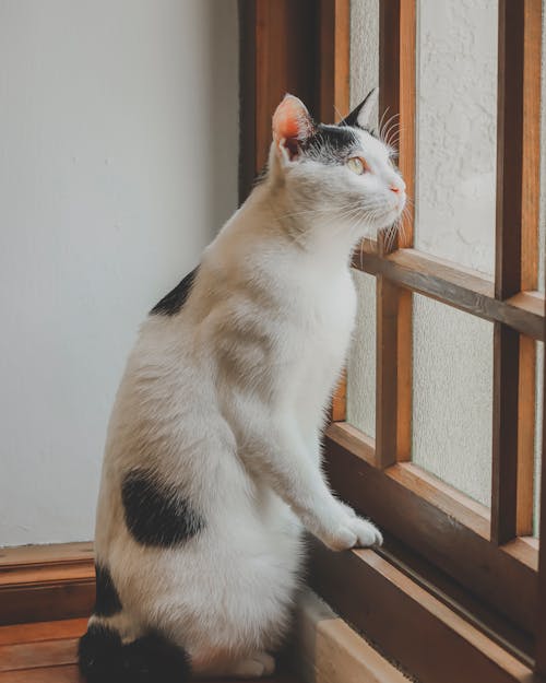 Free Close-Up Shot of a White Tabby Cat Looking at the Window Stock Photo