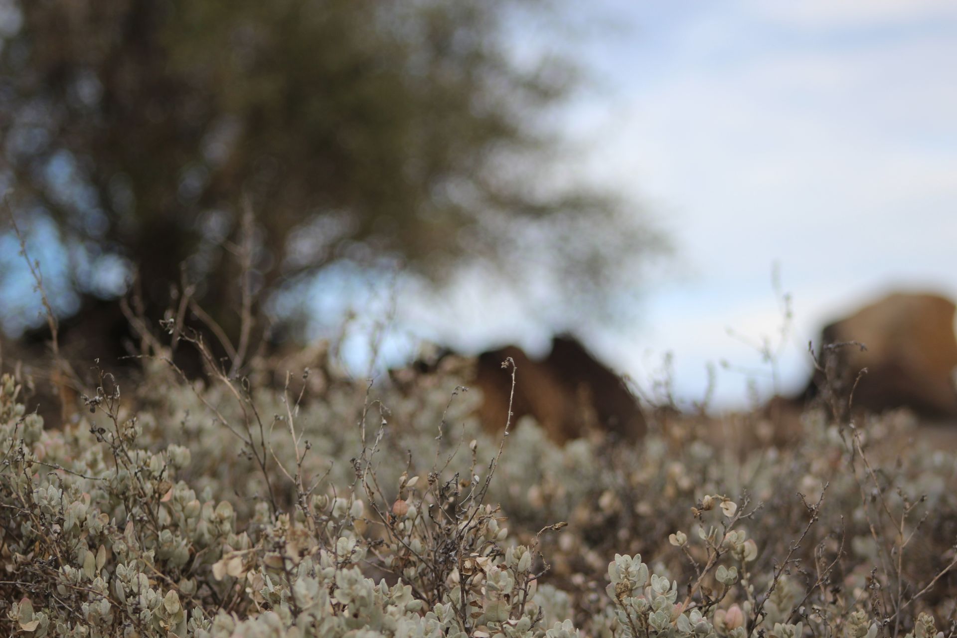 Close-up of desert plants in Baja California, showcasing natural beauty and resilience.